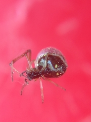 Argyrodes antipodianus