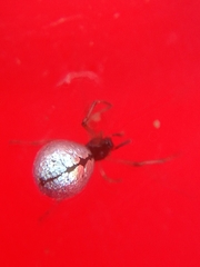 Argyrodes antipodianus