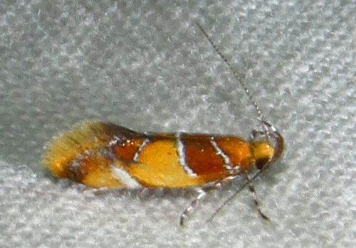 Orange-headed Callima Moth photo 4