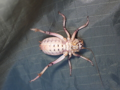 Cyphoderris monstrosa