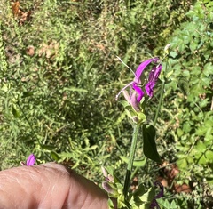 Dicliptera brachiata