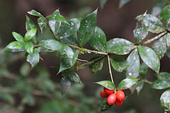 Alyxia ruscifolia