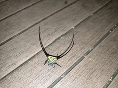 Macracantha arcuata