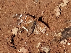 Anthanassa texana texana
