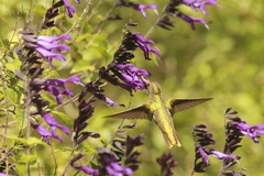 Hylocharis chrysura