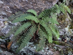 Dryopteris fragrans