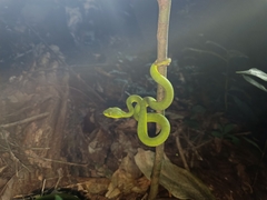 Trimeresurus popeiorum