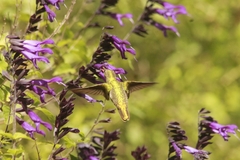Hylocharis chrysura