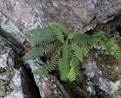 Dryopteris fragrans