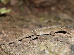 Anolis mccraniei