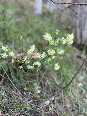 Pimelea humilis