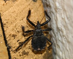 Apiomerus longispinis