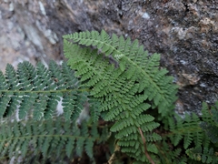 Dryopteris fragrans