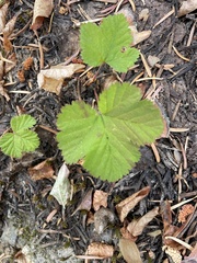 Rubus lasiococcus