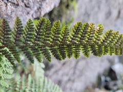 Dryopteris fragrans