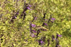 Hylocharis chrysura