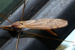 Tipula ultima