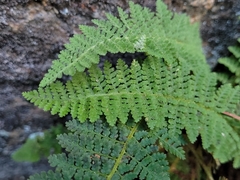 Dryopteris fragrans