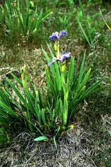 Iris hookeri