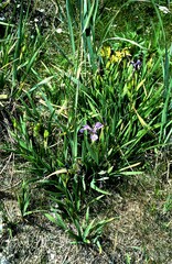 Iris hookeri