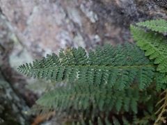 Dryopteris fragrans