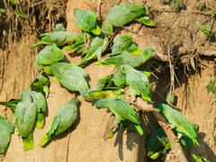 Amazona farinosa