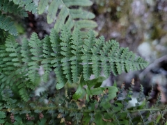 Dryopteris fragrans