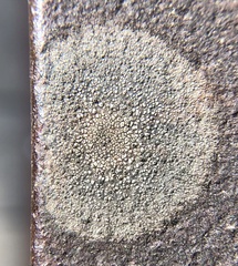 Lecanora strobilina