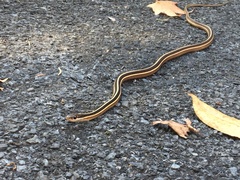 Thamnophis saurita saurita