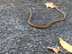 Thamnophis saurita saurita