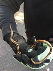 Thamnophis saurita saurita