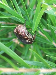 Protaetia fusca