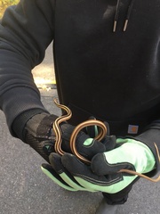 Thamnophis saurita saurita