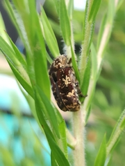 Protaetia fusca