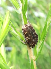 Protaetia fusca