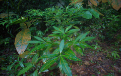 Alstonia
