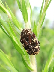 Protaetia fusca