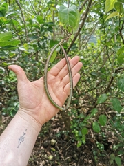 Echites panduratus