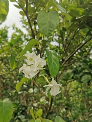 Echites panduratus