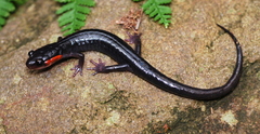 Plethodon jordani
