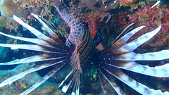 Pterois volitans