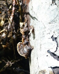 Hymenochaete rubiginosa