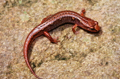 Desmognathus wrighti