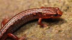 Desmognathus wrighti