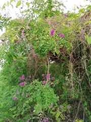 Lonchocarpus