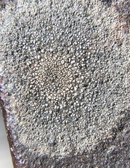 Lecanora strobilina