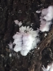 Scutare lanuginosa