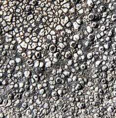Lecanora strobilina
