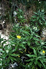 Senecio pseudoarnica