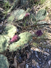 Opuntia oricola